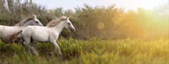 Funny horses in their stable