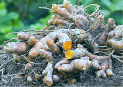 Turmeric