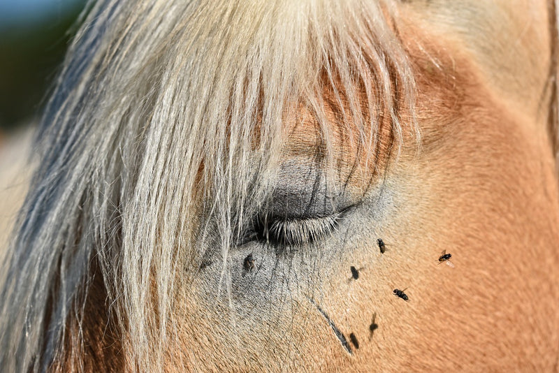Black flies attack on the horse