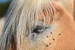 Black flies attack on the horse