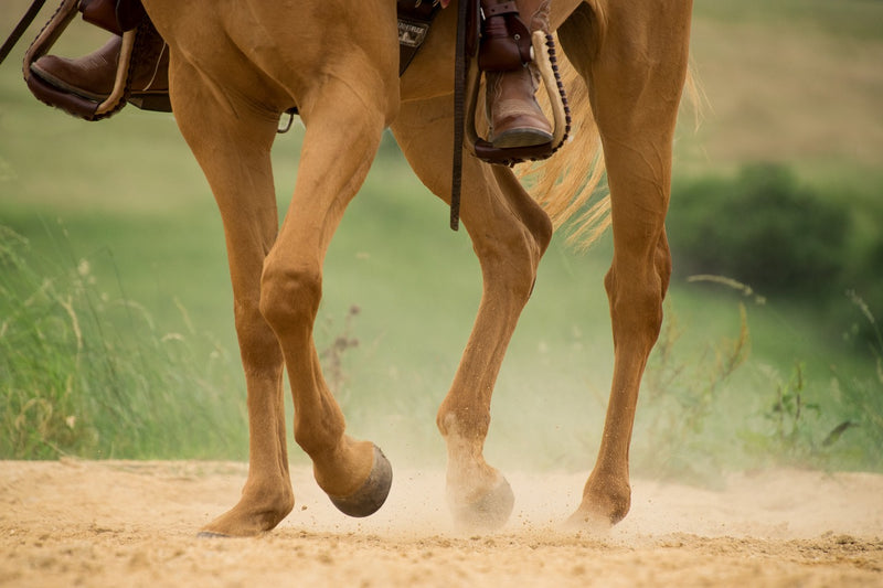 Brown horse on brown sand during daytime