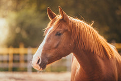 Tired horse yawning