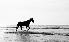 horse on the beach