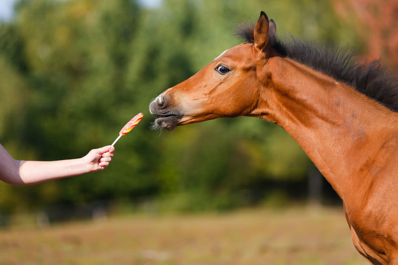 Horse sniffing candy in a girl's hand