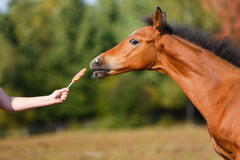 Horses on a ranch and grazing in a meadow