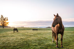 Horses grazing in pasture at sunrise beautiful peaceful landscape