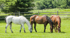 Horses on a ranch and grazing in a meadow