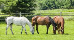 Funny horses in their stable