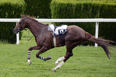 running brown horse