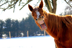 Tired horse yawning