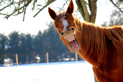 Funny horses in their stable