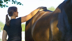 young woman brushing and grooming her stunning mighty muscular stallion.